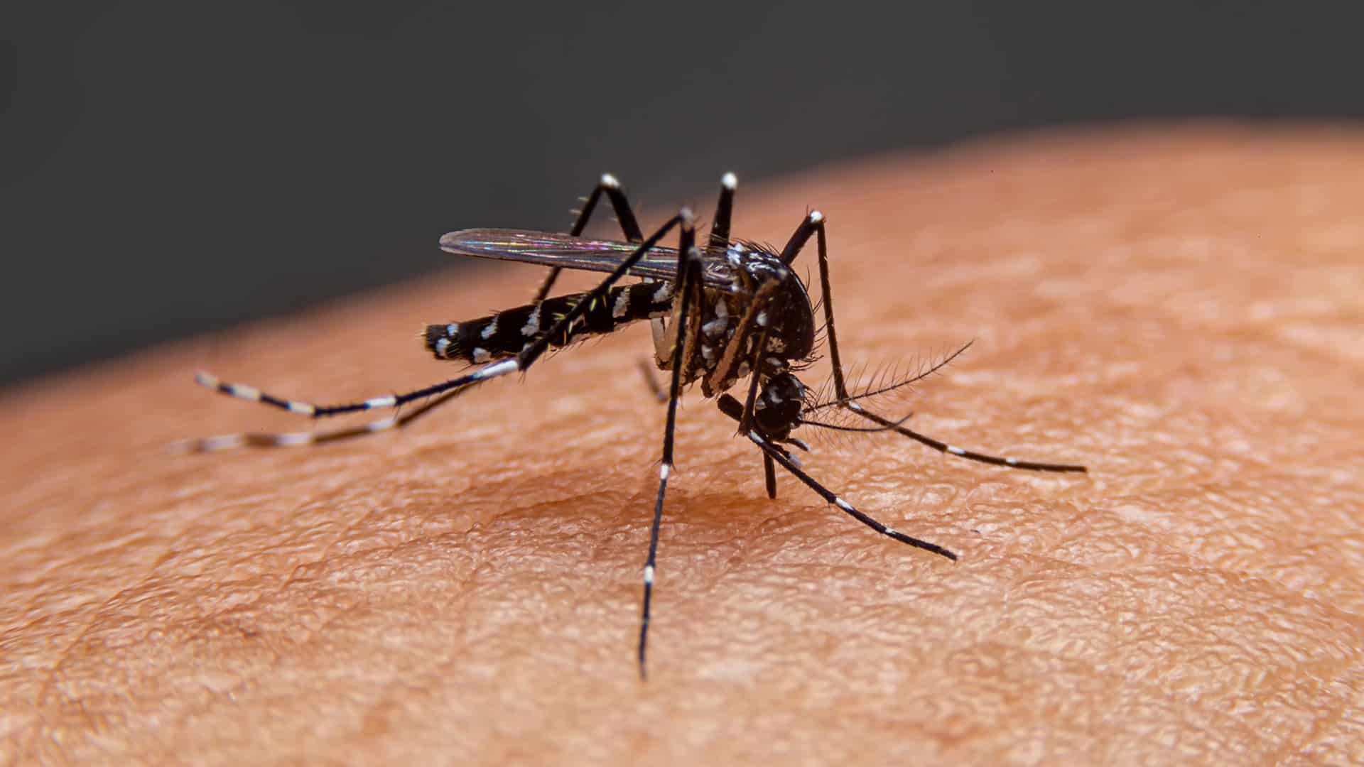 Dengue: crecen las alertas por una posible epidemia